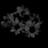 Flaer_Lolys